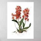 Epidendrum Vitellinum Poster (Voorkant)