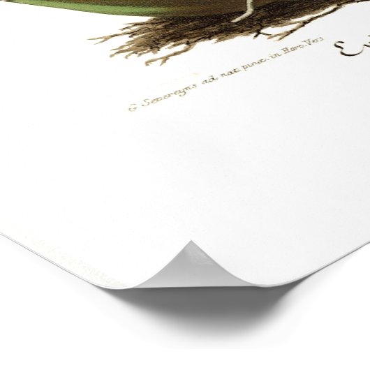 Epidendrum vitellinum poster (Hoek)