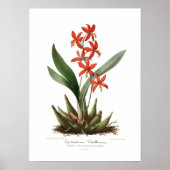 Epidendrum vitellinum poster (Voorkant)