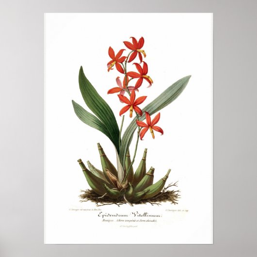 Epidendrum vitellinum poster (Voorkant)