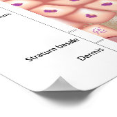 Epidermis van het Poster van de huid (Hoek)
