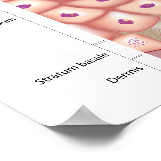 Epidermis van het Poster van de huid (Hoek)