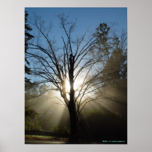 Epifany Tree Poster