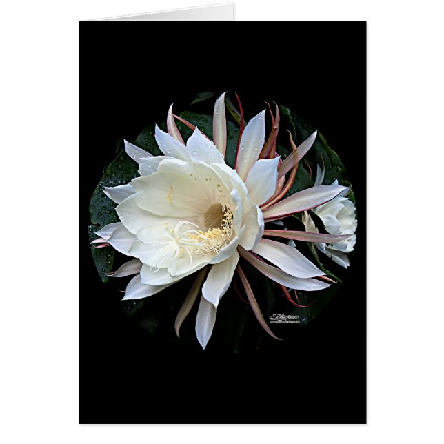 Epifyt Cactus Bloem (Voorkant)