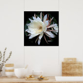 Epifyt Cactus Bloem Poster (Keuken)