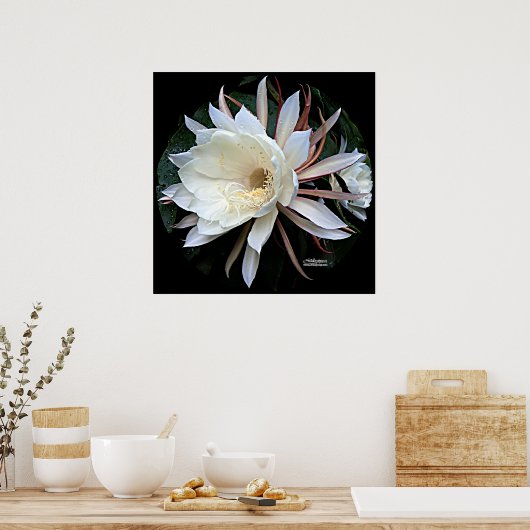 Epifyt Cactus Bloem Poster (Keuken)
