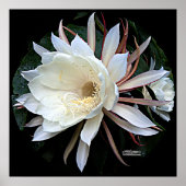 Epifyt Cactus Bloem Poster (Voorkant)
