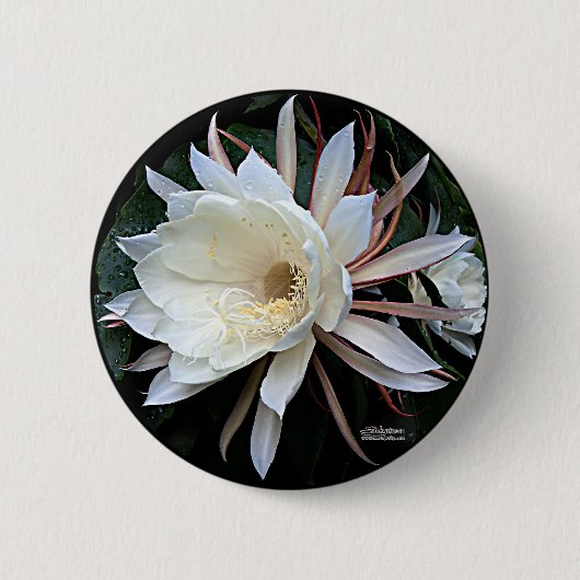 Epifyt Cactus Bloem Ronde Button 5,7 Cm (Voorkant)