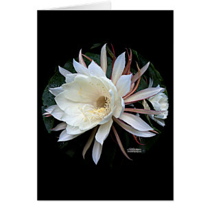 Epifyte Cactus Flower