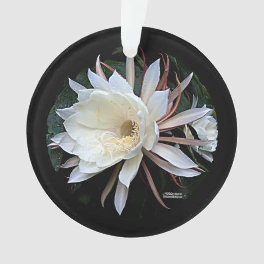 Epifyte Cactus Flower Ornament (voorkant)