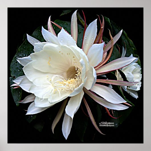 Epifyte Cactus Flower Poster (Voorkant)