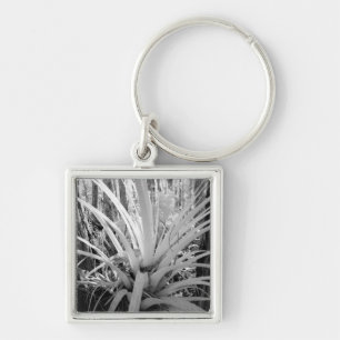 Epifytische tillandsia komen veel voor in Florida, Sleutelhanger