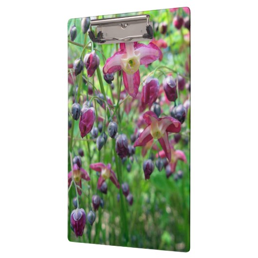  Epimedium (Fairy Wings) Vloerlentfoto Klembord (Links)