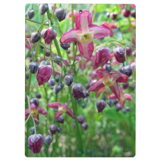  Epimedium (Fairy Wings) Vloerlentfoto Klembord (Achterkant)