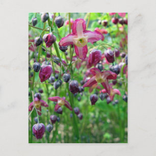Epimedium Flowers Briefkaart