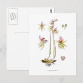 Epipogon aphyllus briefkaart (Voorkant / Achterkant)