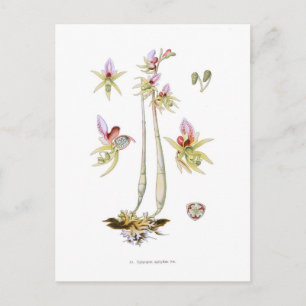 Epipogon aphyllus briefkaart