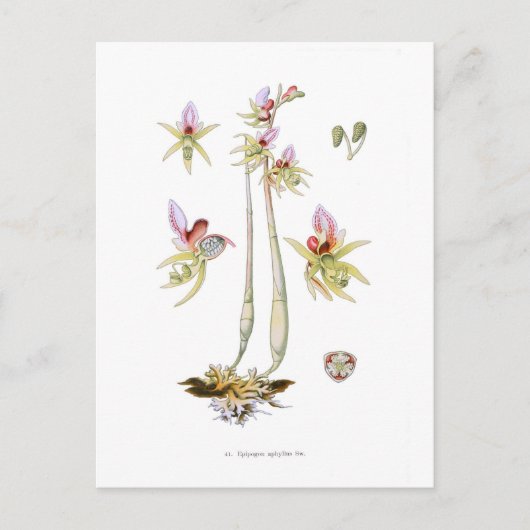 Epipogon aphyllus briefkaart (Voorkant)