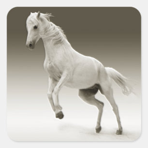 Equestrian White Mare Horse Vierkante Sticker