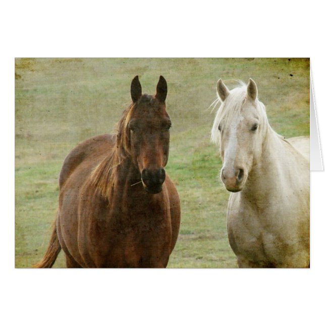 Equine Buddies (Voorkant Horizontaal)
