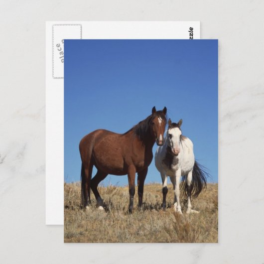 Equine Buddies Briefkaart (Voorkant / Achterkant)