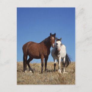 Equine Buddies Briefkaart