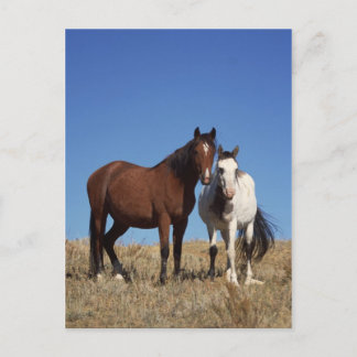 Equine Buddies Briefkaart