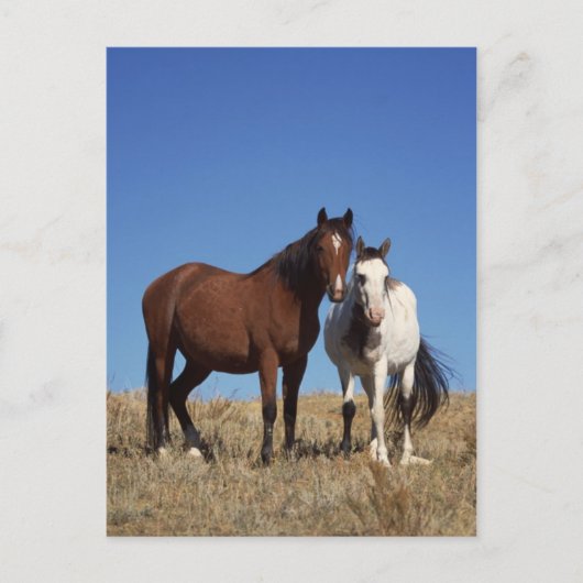 Equine Buddies Briefkaart (Voorkant)