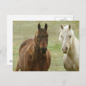 Equine Buddies Briefkaart (Voorkant / Achterkant)