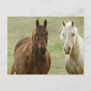 Equine Buddies Briefkaart