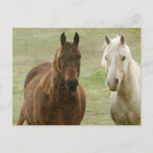 Equine Buddies Briefkaart (Voorkant)