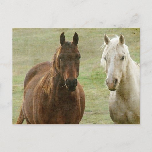 Equine Buddies Briefkaart (Voorkant)