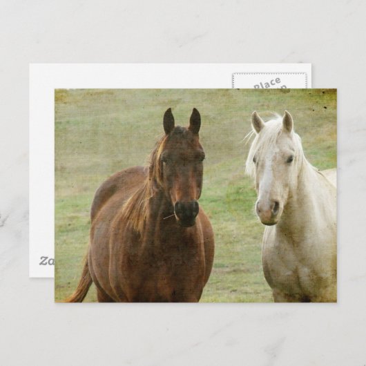 Equine Buddies Briefkaart (Voorkant / Achterkant)