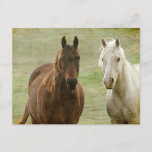Equine Buddies Briefkaart