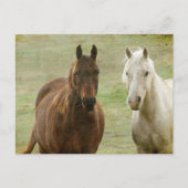 Equine Buddies Briefkaart (Voorkant)