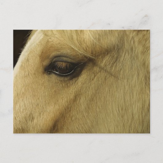 Equine Eye Briefkaart (Voorkant)