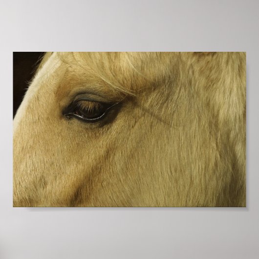 Equine Eye Poster (Voorkant)