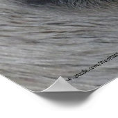 Equine Eyes — Lippizan Poster (Hoek)