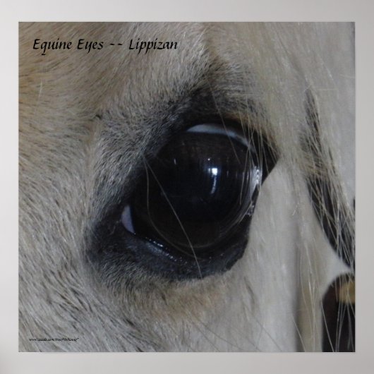 Equine Eyes — Lippizan Poster (Voorkant)