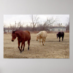 Equine Volg het Poster Leader