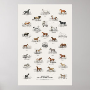 Equinen - Naturalist's Library Poster