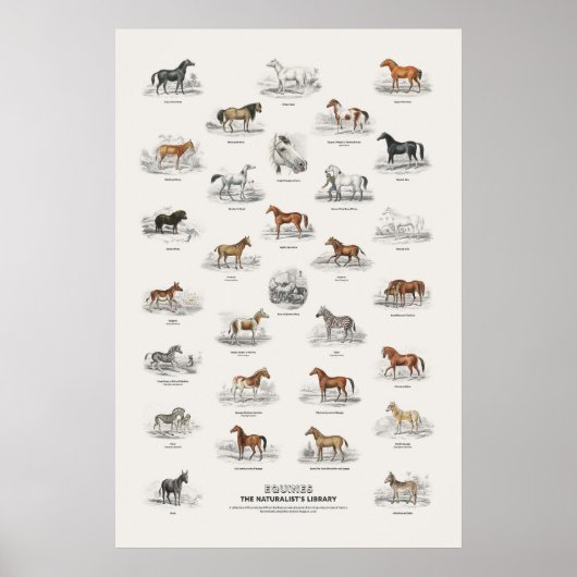 Equinen - Naturalist's Library Poster (Voorkant)