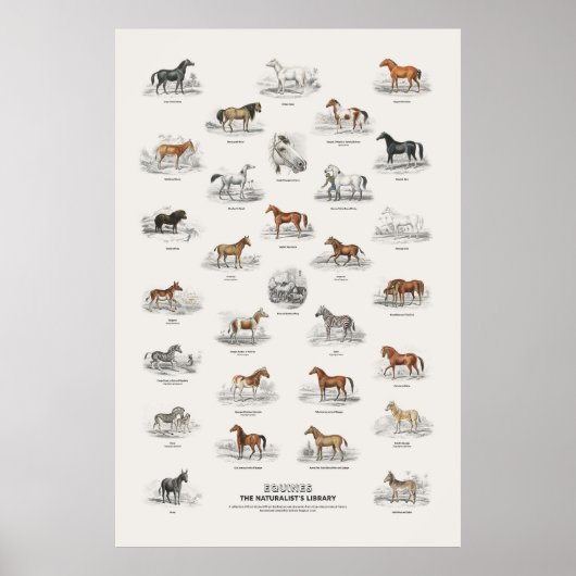 Equinen - Naturalist's Library Poster (Voorkant)