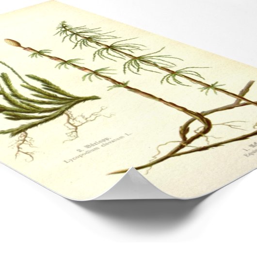 Equisetum arvense & Lycopodium clavatum Poster (Hoek)