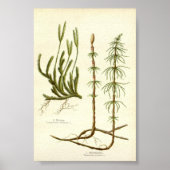 Equisetum arvense & Lycopodium clavatum Poster (Voorkant)