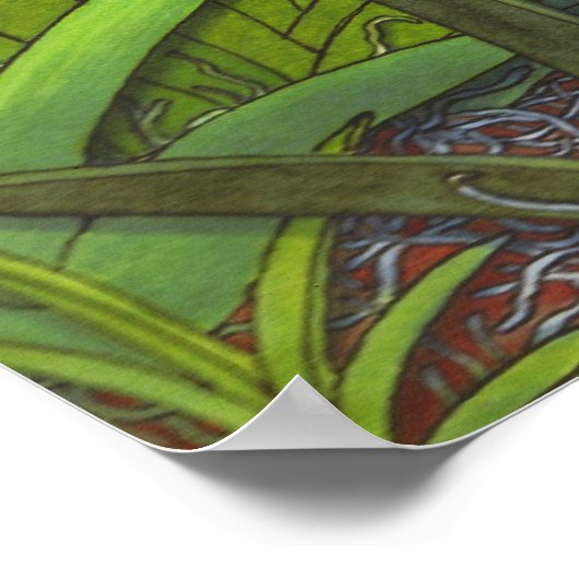 Equitant Oncidium Tolumnia Orchids Print (Hoek)