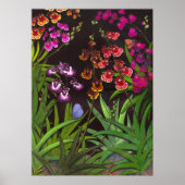 Equitant Oncidium Tolumnia Orchids Print (Voorkant)