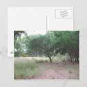 Er is een dinosaurus in het bos... briefkaart (Voorkant / Achterkant)