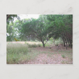 Er is een dinosaurus in het bos... briefkaart