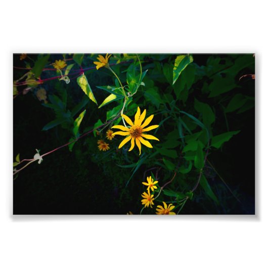 Er ontstaat een bloem foto afdruk (Voorkant)